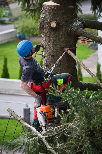  , USA Tree Services Pros